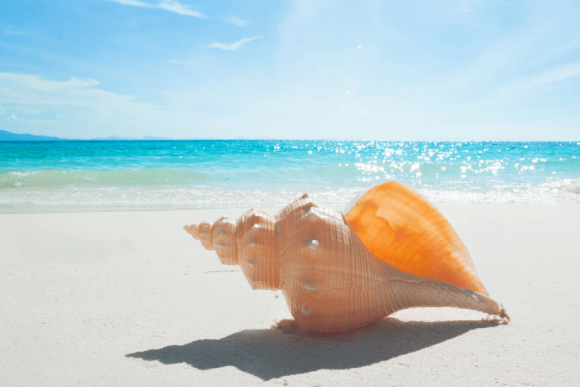 Galets et coquillages : que permet la loi sur le ramassage des objets de plage ?